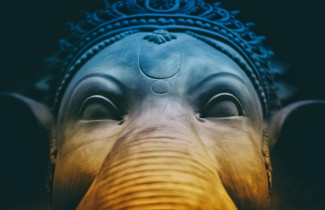 Světový den slonů - 10 faktů o slonech