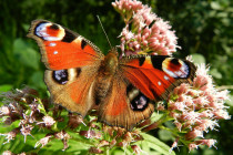 Obrázek pro článek Jak se housenka promění v motýla