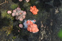 Obrázek pro článek Hlenka - houba která leze...