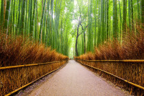 Obrázek pro článek Bambusový háj Arashiyama Koyto Japonsko