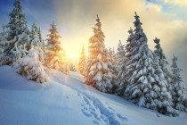 Obrázek pro článek Fotografie slunečné zimní krajiny