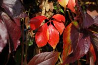 Podzim v barvě rudé