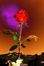 Růže pro Růženku